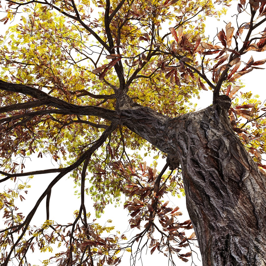 Autumn Locust Tree 3D Model – High Poly PBR Asset, FBX & OBJ - View 3