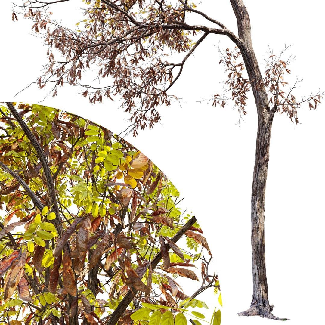 Autumn Locust Tree 3D Model – High Poly PBR Asset, FBX & OBJ - View 4
