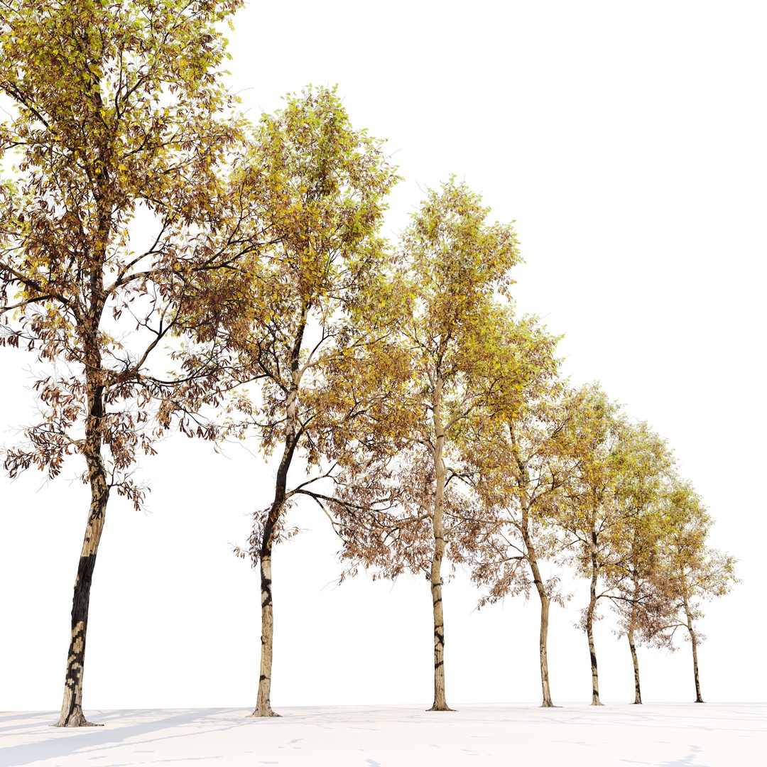 Autumn Locust Tree 3D Model – High Poly PBR Asset, FBX & OBJ - View 5