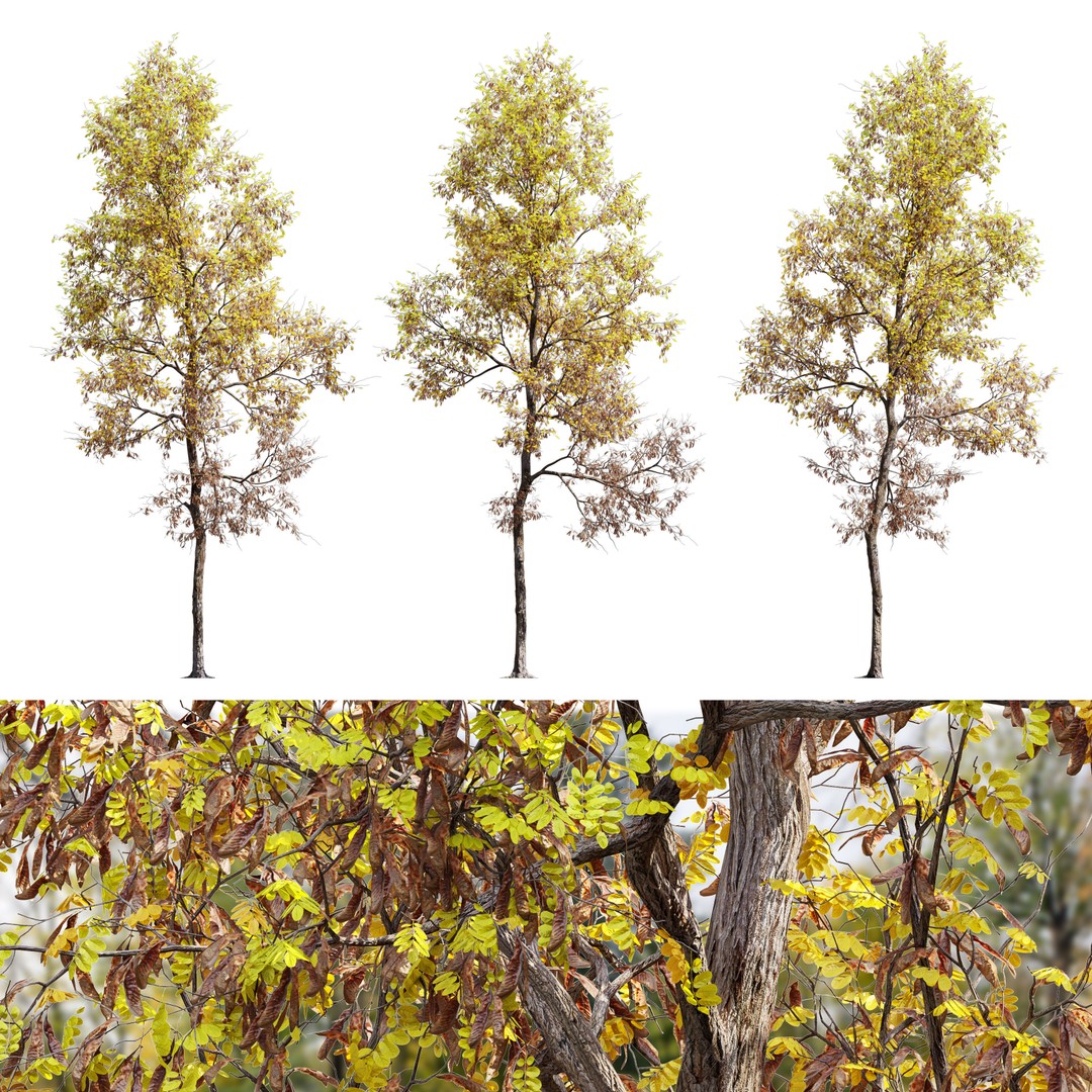 Autumn Locust Tree 3D Model – High Poly PBR Asset, FBX & OBJ - View 6