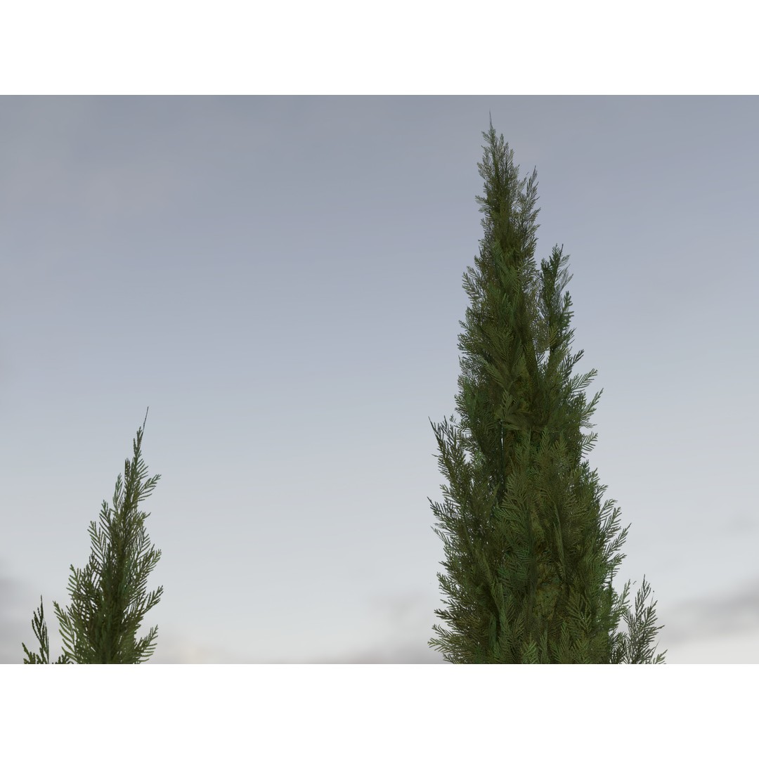 Italian Cypress 3D Model – Low Poly Game Asset, PBR, FBX, Unity - View 4