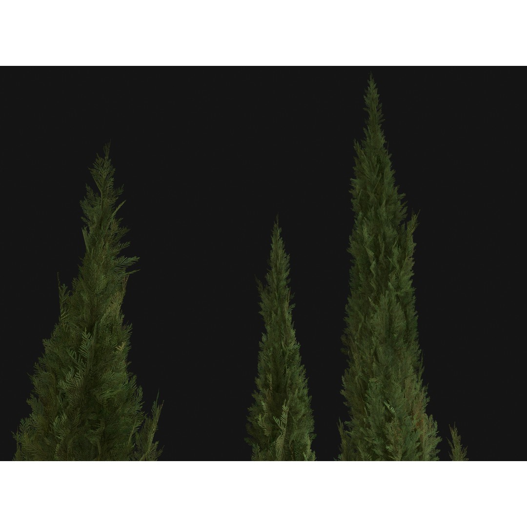 Italian Cypress 3D Model – Low Poly Game Asset, PBR, FBX, Unity - View 9