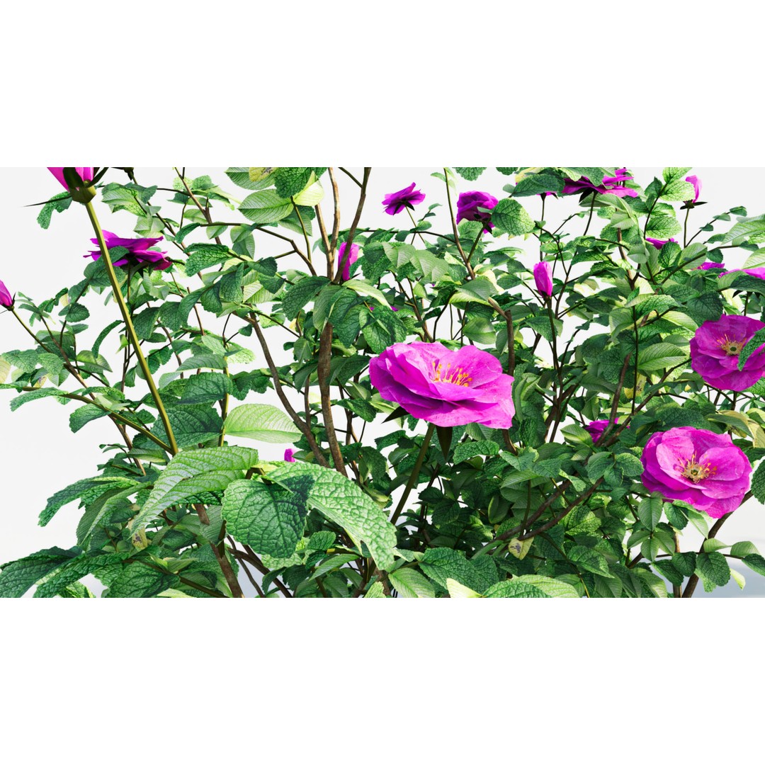 Rosa Rugosa 3D Model – PBR Plant Asset, FBX, OBJ, Blender