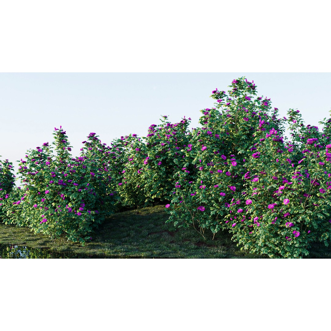 Rosa Rugosa 3D Model – PBR Plant Asset, FBX, OBJ, Blender - View 11