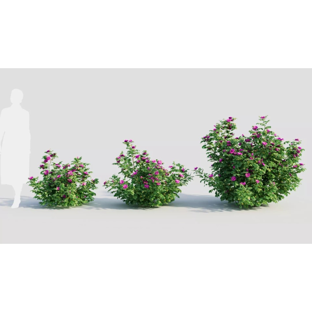 Rosa Rugosa 3D Model – PBR Plant Asset, FBX, OBJ, Blender - View 2