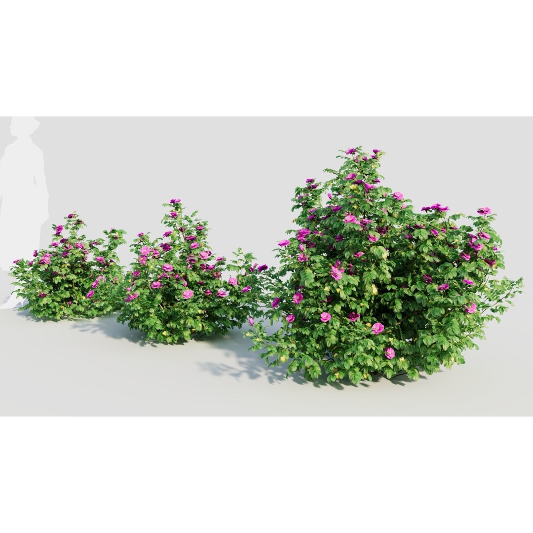 Rosa Rugosa 3D Model – PBR Plant Asset, FBX, OBJ, Blender - View 3