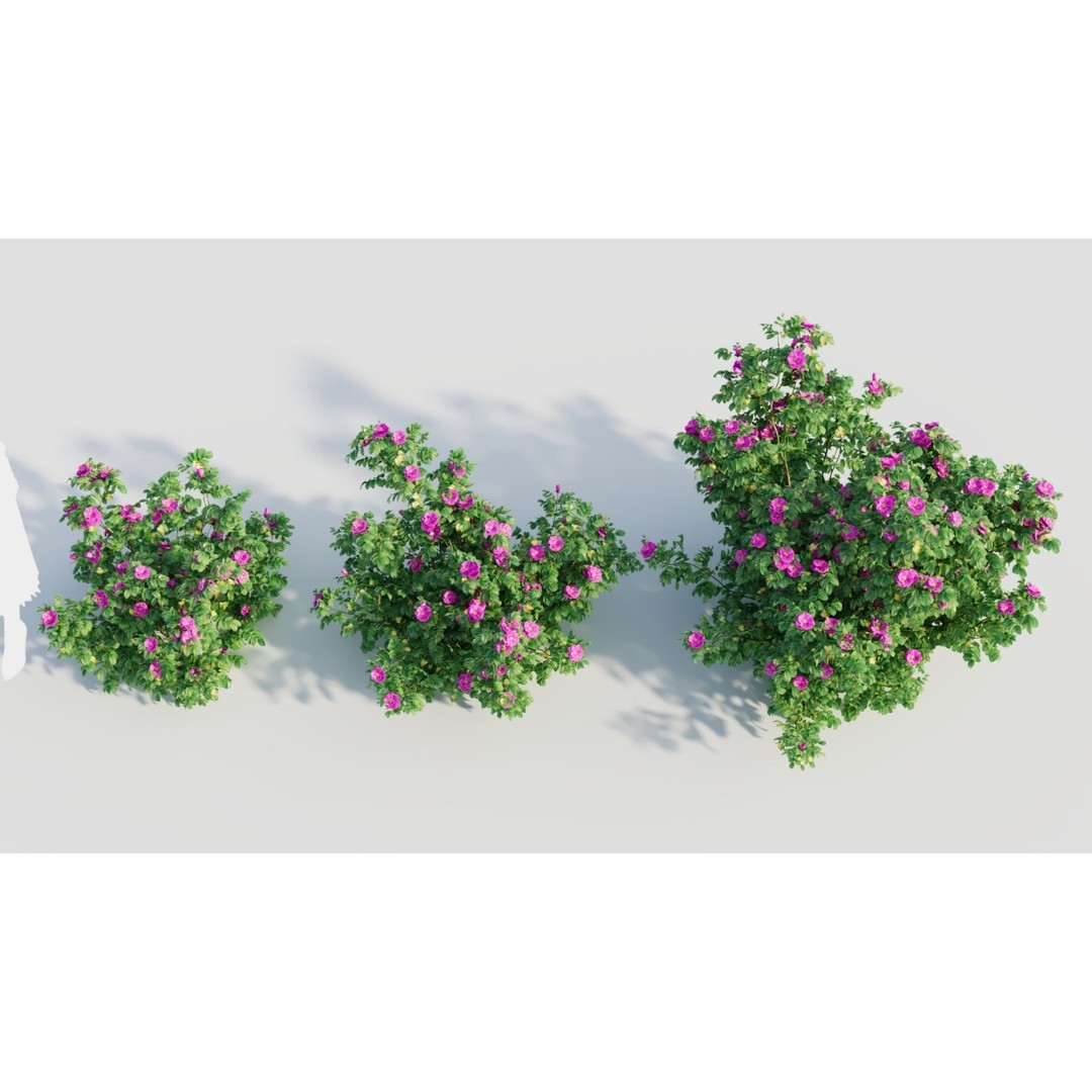 Rosa Rugosa 3D Model – PBR Plant Asset, FBX, OBJ, Blender - View 4