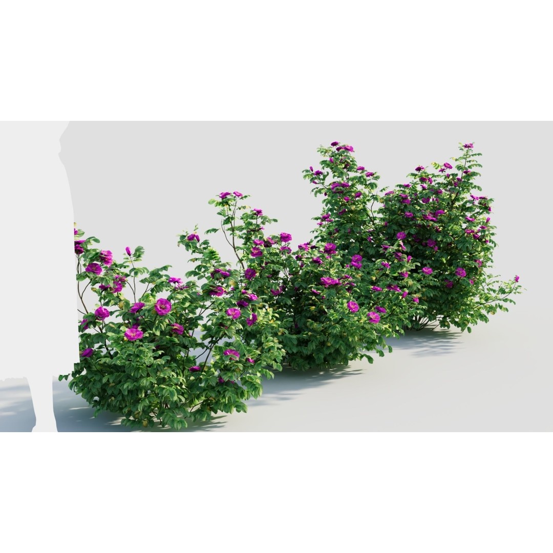 Rosa Rugosa 3D Model – PBR Plant Asset, FBX, OBJ, Blender - View 5