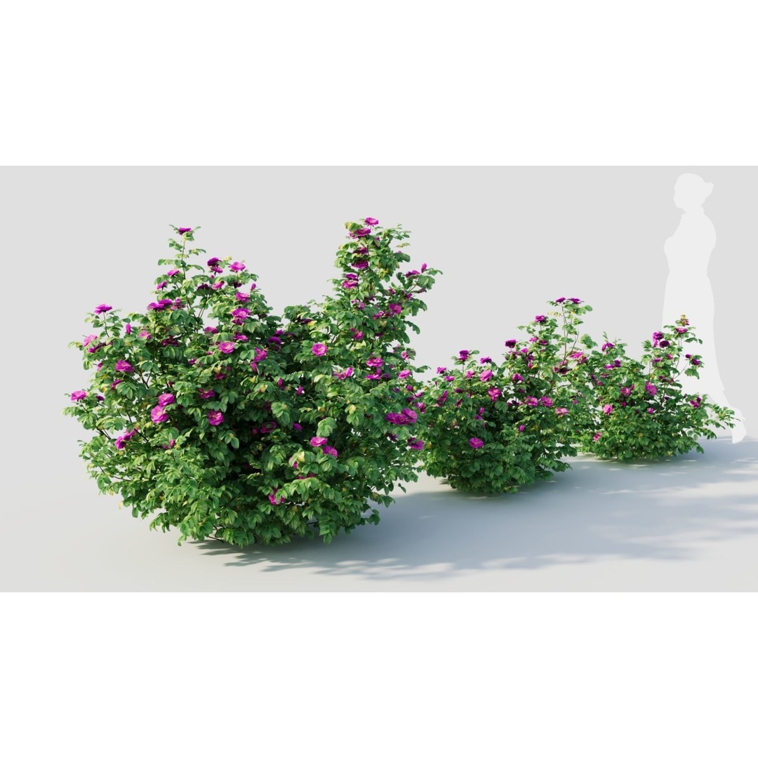 Rosa Rugosa 3D Model – PBR Plant Asset, FBX, OBJ, Blender - View 6