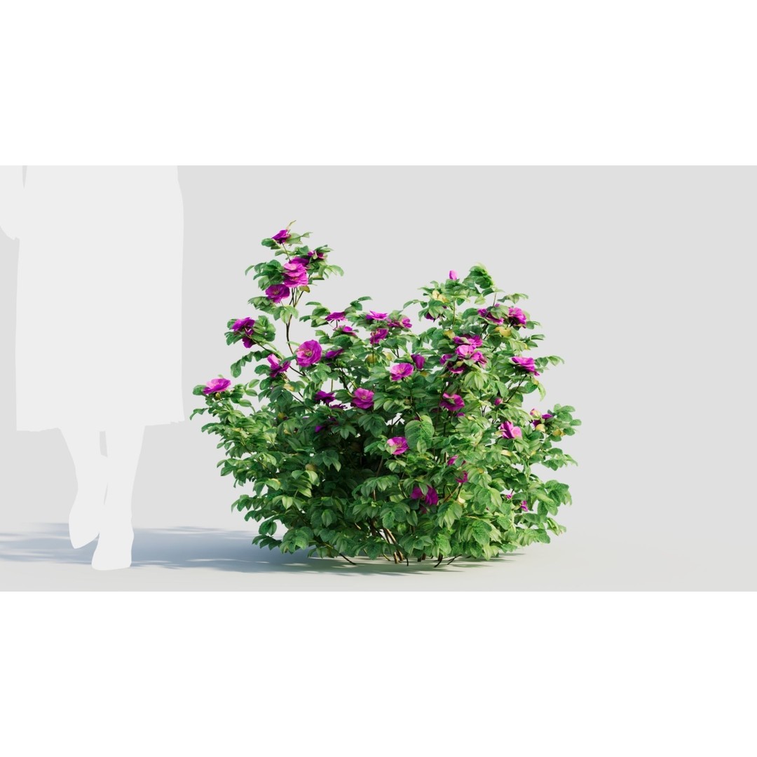 Rosa Rugosa 3D Model – PBR Plant Asset, FBX, OBJ, Blender - View 7