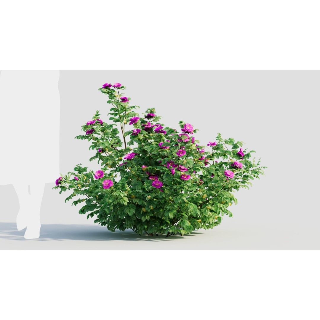 Rosa Rugosa 3D Model – PBR Plant Asset, FBX, OBJ, Blender - View 8