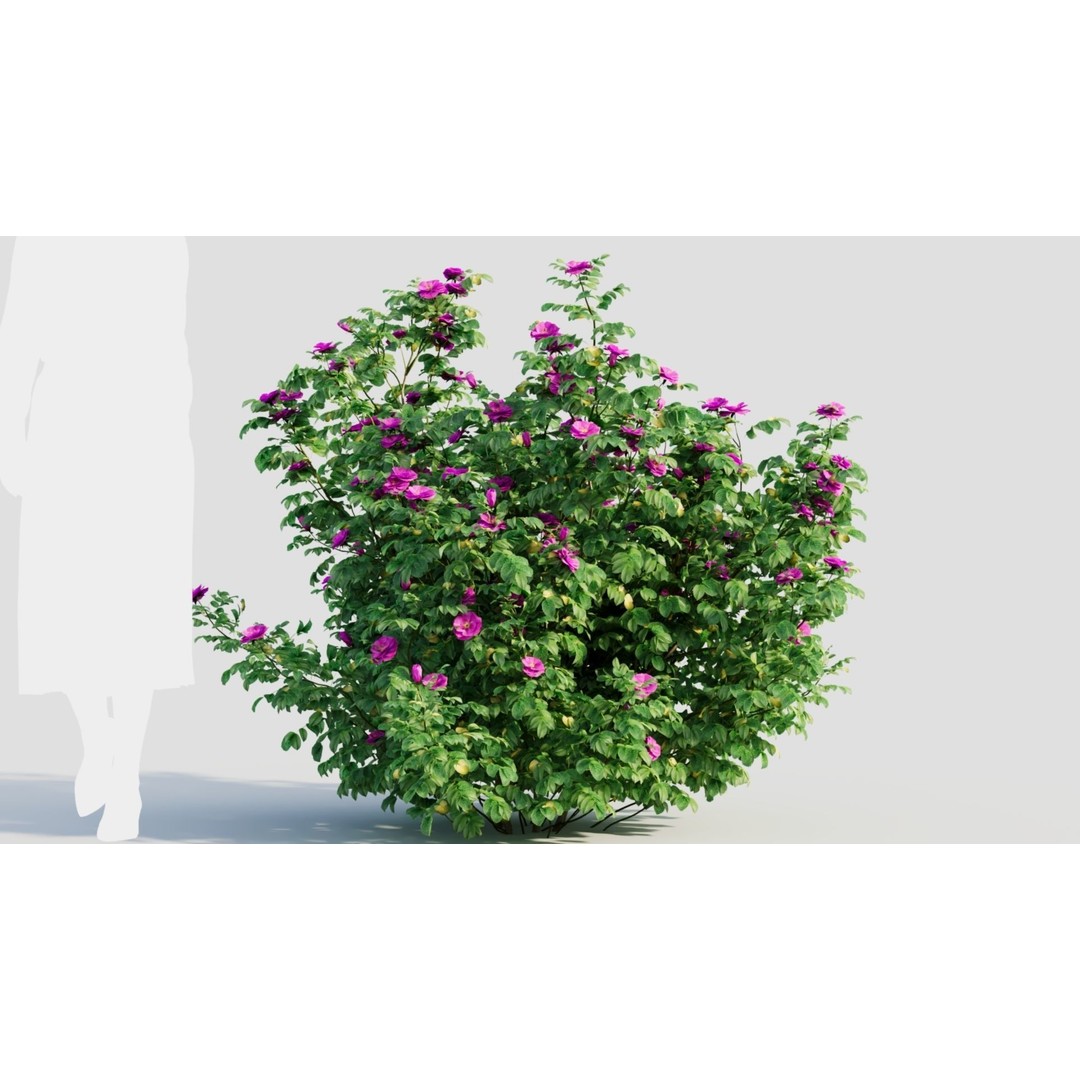 Rosa Rugosa 3D Model – PBR Plant Asset, FBX, OBJ, Blender - View 9