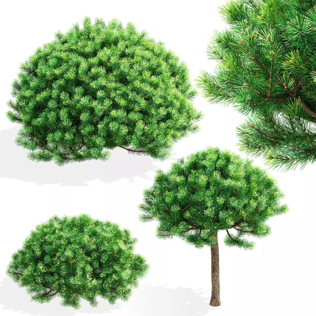 Pinus Mugo 3D Model – High Poly Conifer Bushes, FBX, OBJ - View 2
