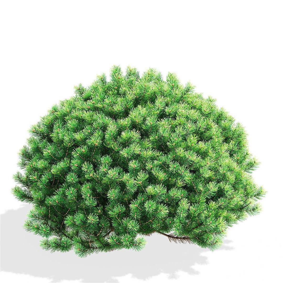Pinus Mugo 3D Model – High Poly Conifer Bushes, FBX, OBJ - View 3
