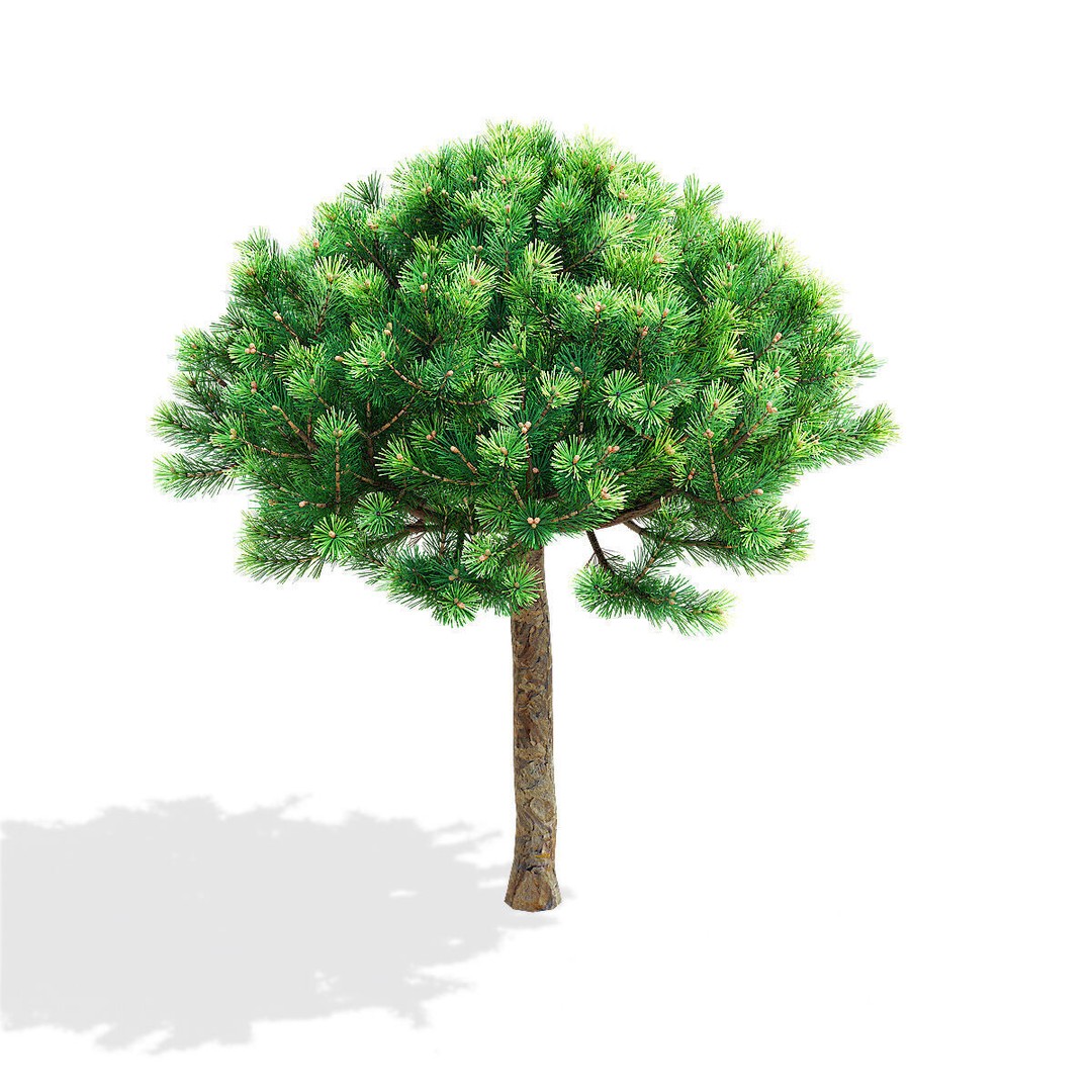 Pinus Mugo 3D Model – High Poly Conifer Bushes, FBX, OBJ - View 4
