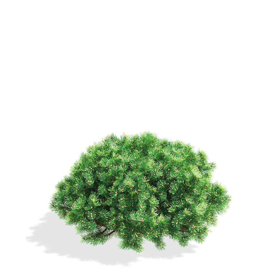 Pinus Mugo 3D Model – High Poly Conifer Bushes, FBX, OBJ - View 5