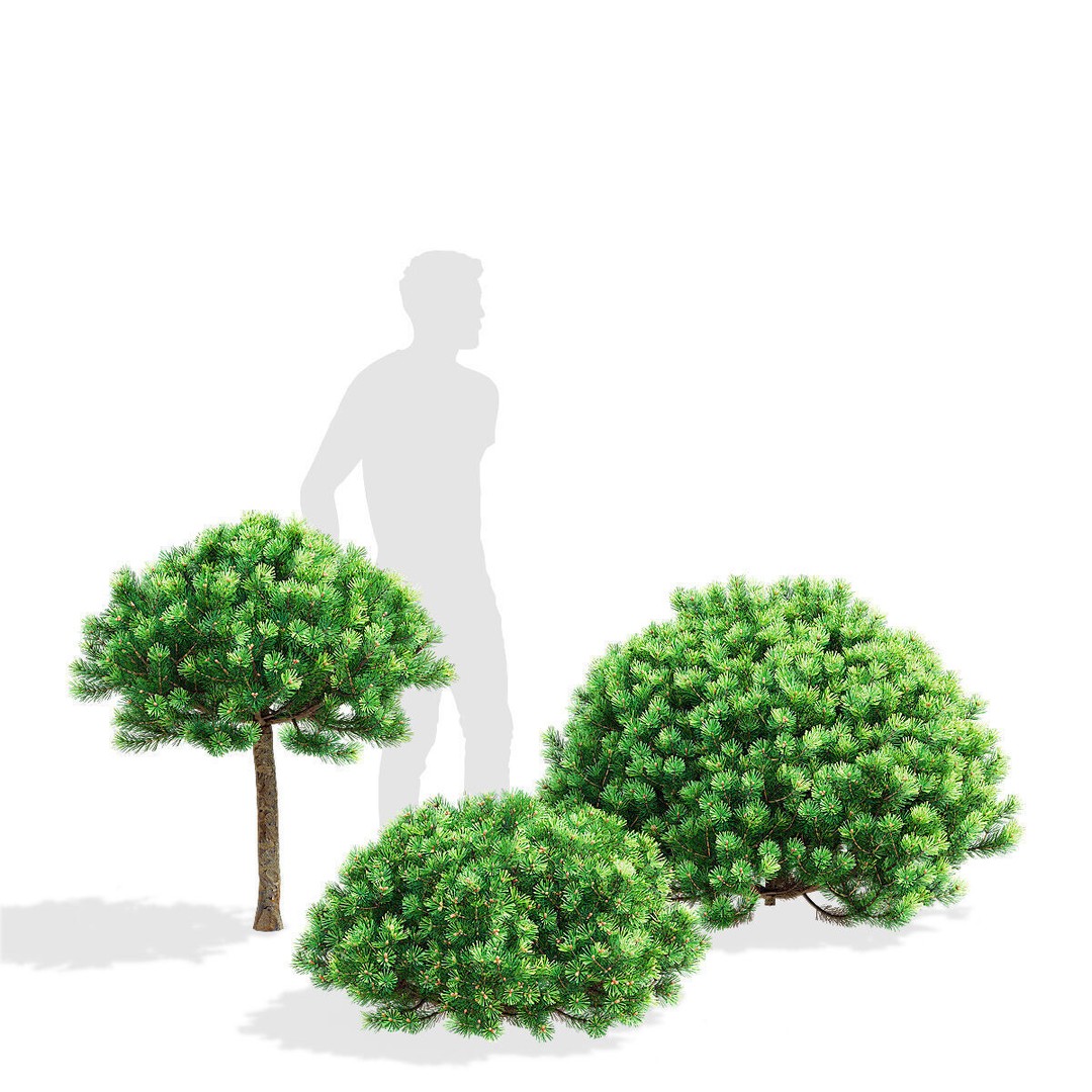 Pinus Mugo 3D Model – High Poly Conifer Bushes, FBX, OBJ - View 6