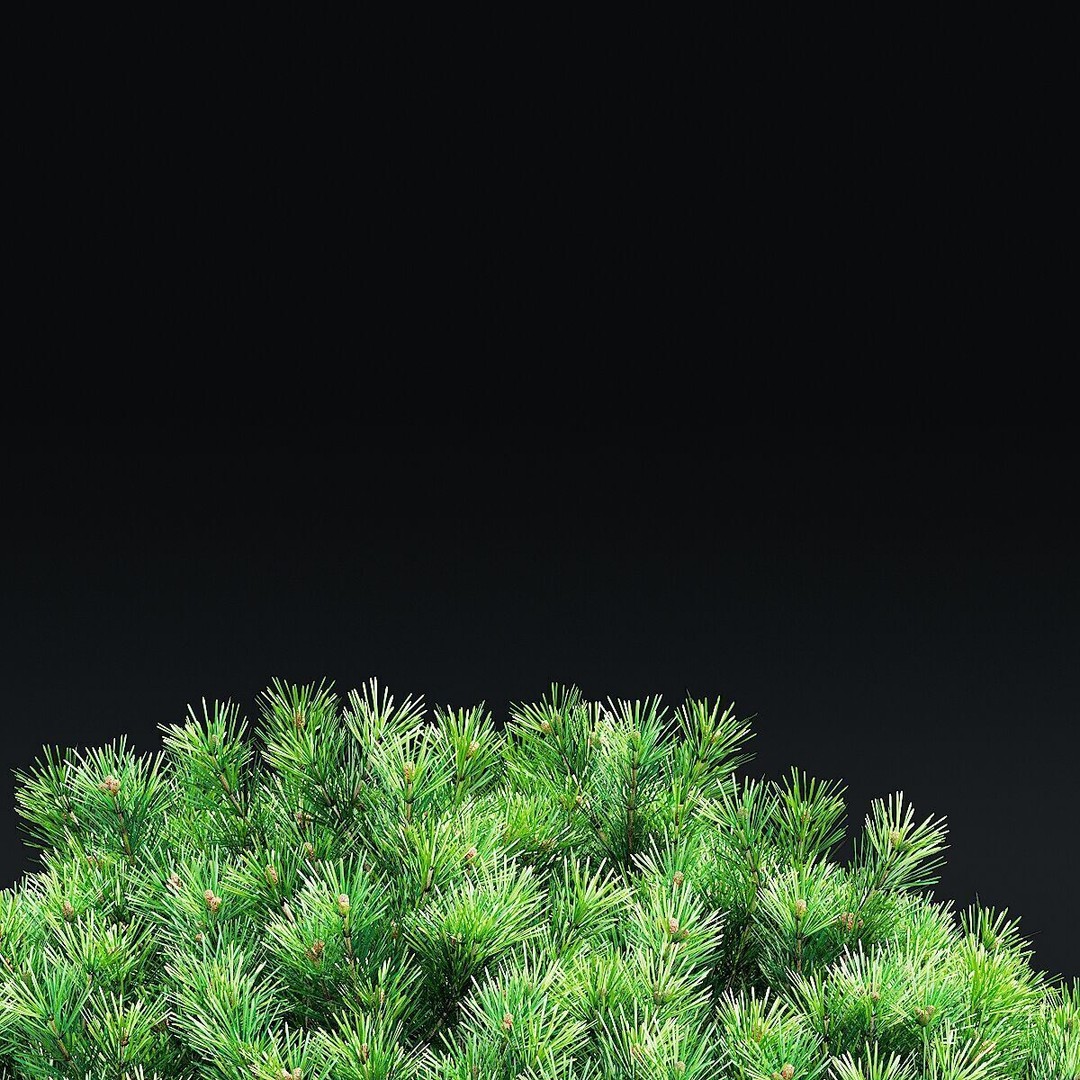 Pinus Mugo 3D Model – High Poly Conifer Bushes, FBX, OBJ - View 7
