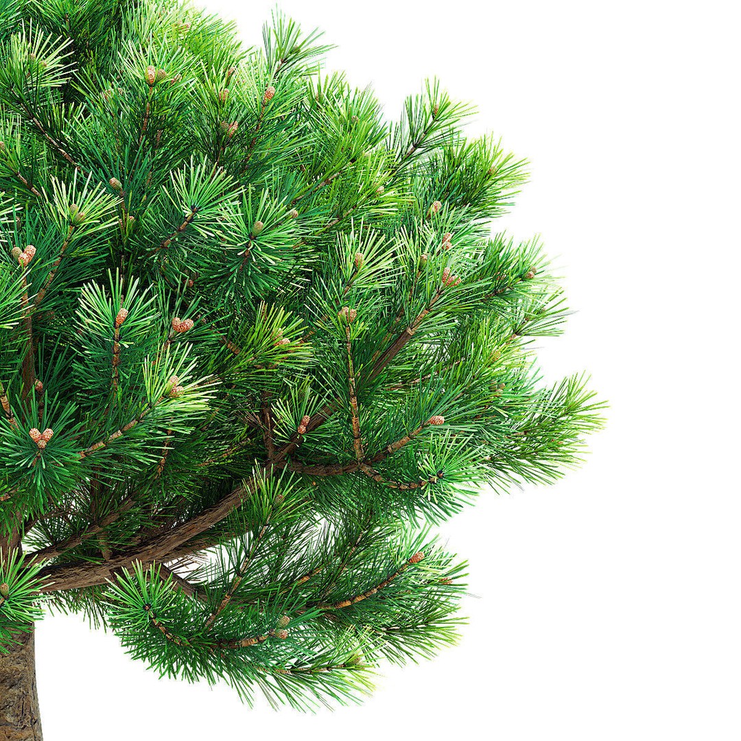 Pinus Mugo 3D Model – High Poly Conifer Bushes, FBX, OBJ - View 8
