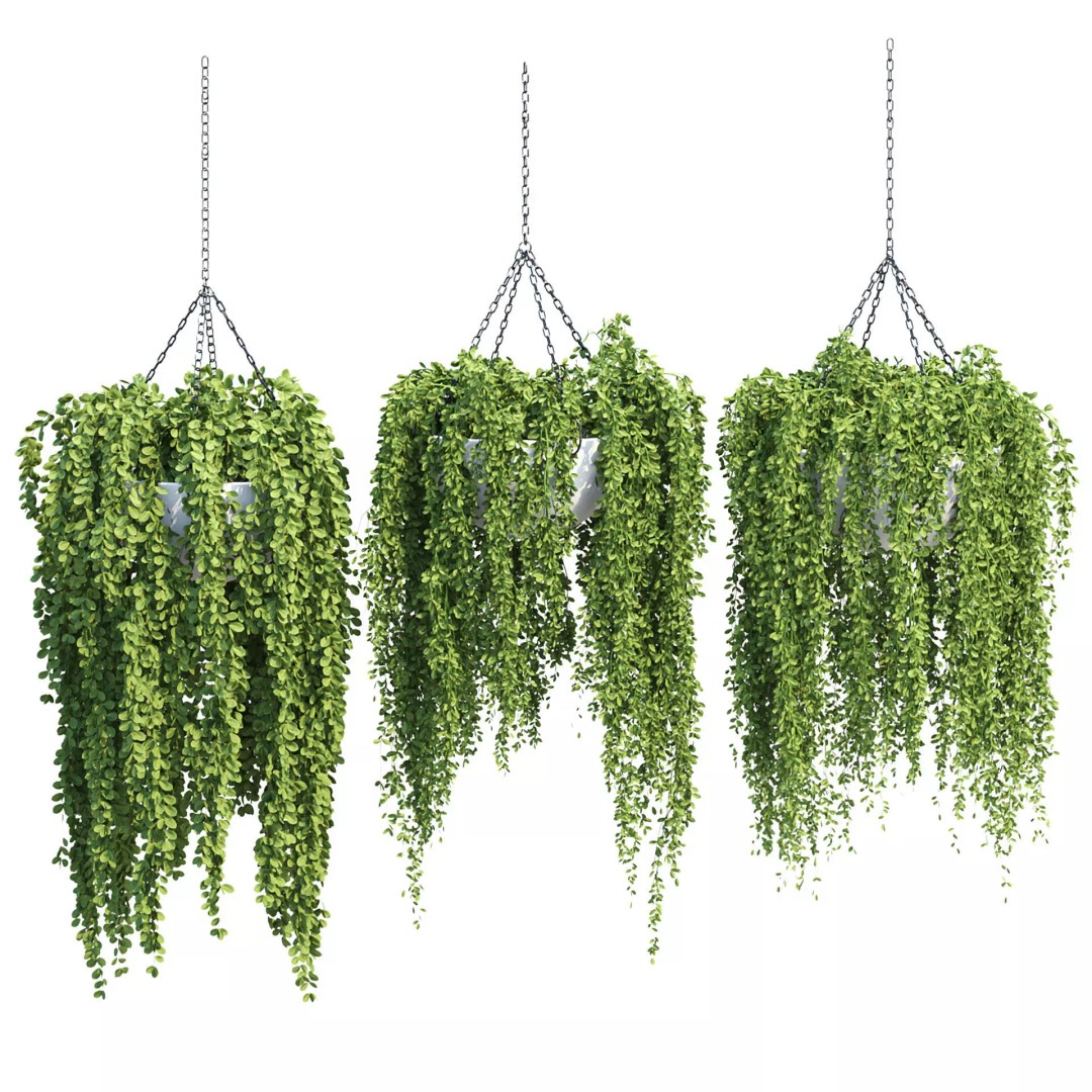 Hanging Plants 3D Model – Realistic Indoor & Outdoor Decor, FBX - View 2