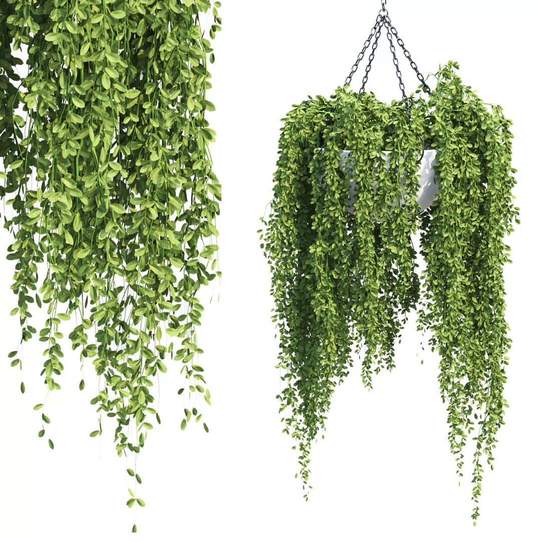 Hanging Plants 3D Model – Realistic Indoor & Outdoor Decor, FBX - View 4