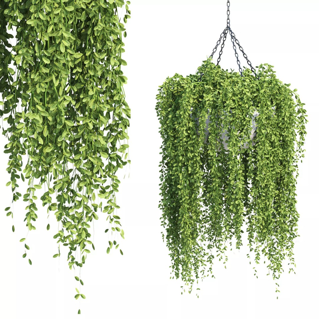 Hanging Plants 3D Model – Realistic Indoor & Outdoor Decor, FBX - View 5