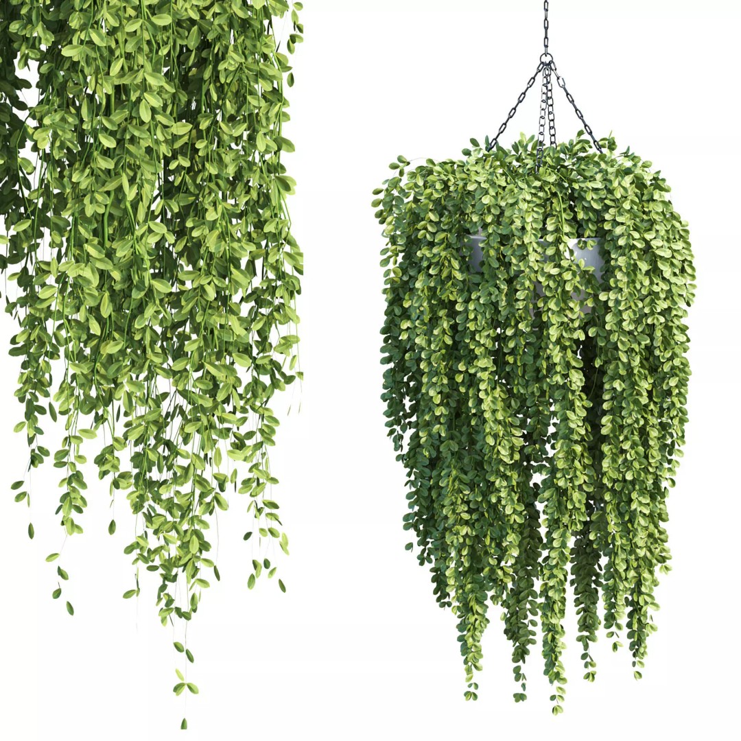 Hanging Plants 3D Model – Realistic Indoor & Outdoor Decor, FBX - View 6