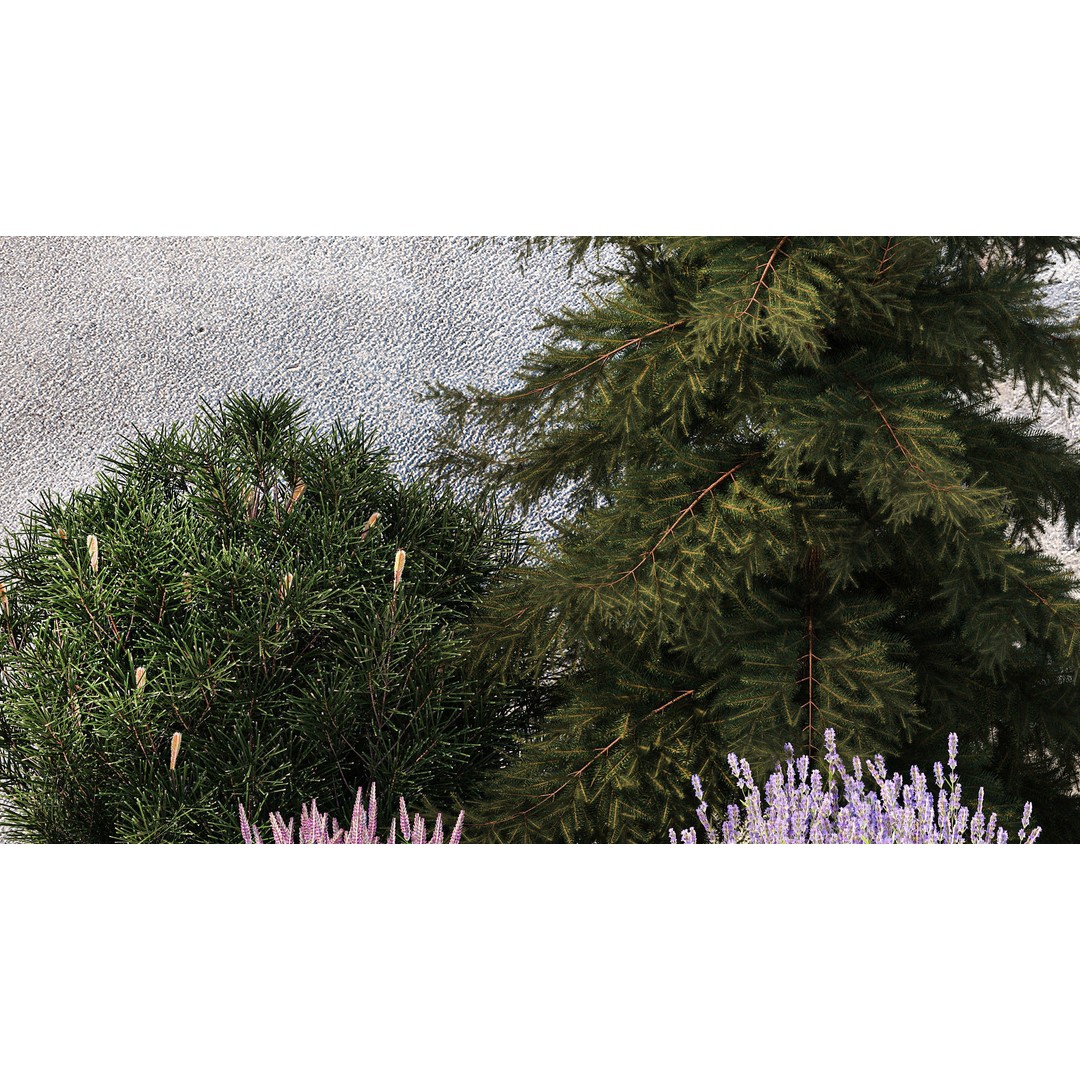 Lavender Cypress Spruce Juniper 3D Model – Decorative Landscape Asset, FBX - View 7