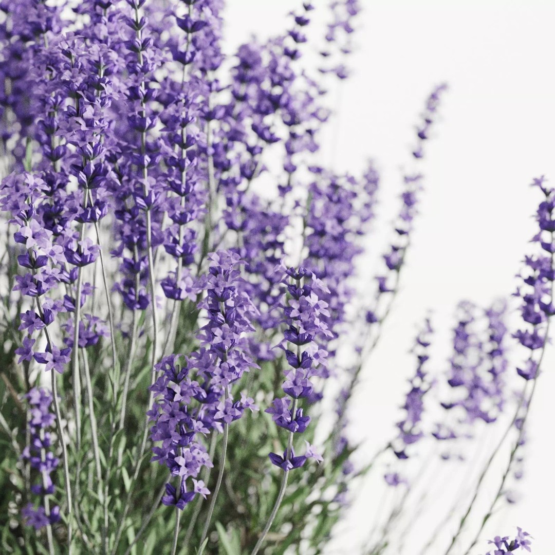 Lavender 3D Model – Modern Concrete Planters, PBR Textures, FBX, OBJ