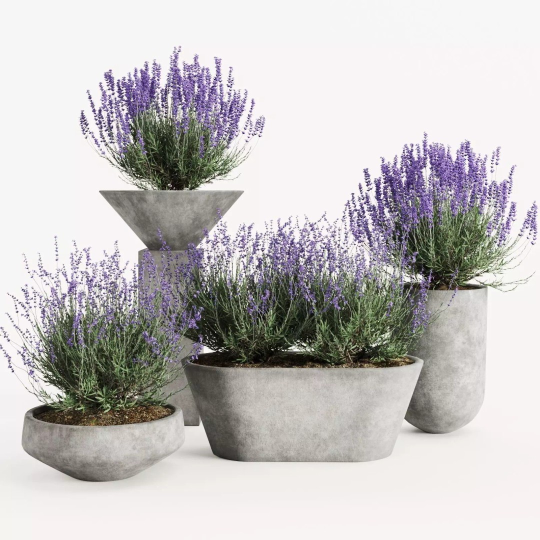 Lavender 3D Model – Modern Concrete Planters, PBR Textures, FBX, OBJ - View 2