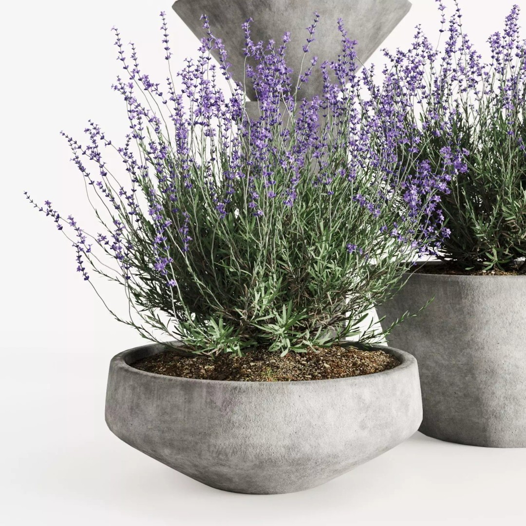 Lavender 3D Model – Modern Concrete Planters, PBR Textures, FBX, OBJ - View 4