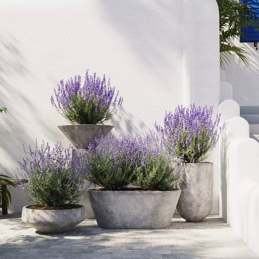 Lavender 3D Model – Modern Concrete Planters, PBR Textures, FBX, OBJ - View 5