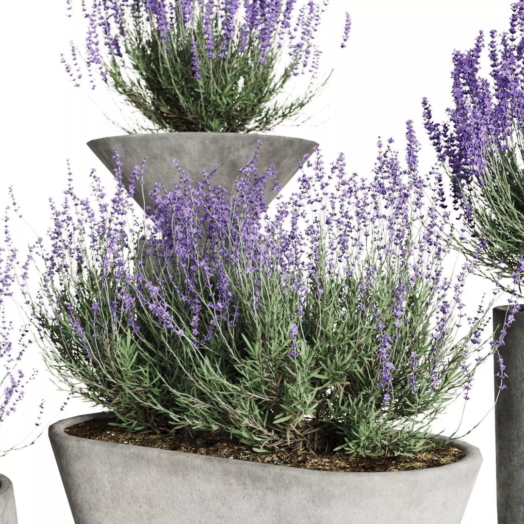 Lavender 3D Model – Modern Concrete Planters, PBR Textures, FBX, OBJ - View 6