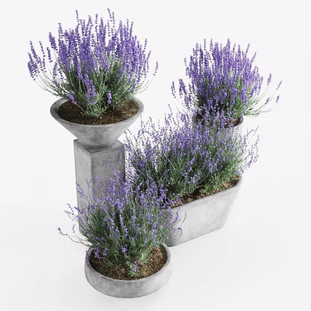 Lavender 3D Model – Modern Concrete Planters, PBR Textures, FBX, OBJ - View 7