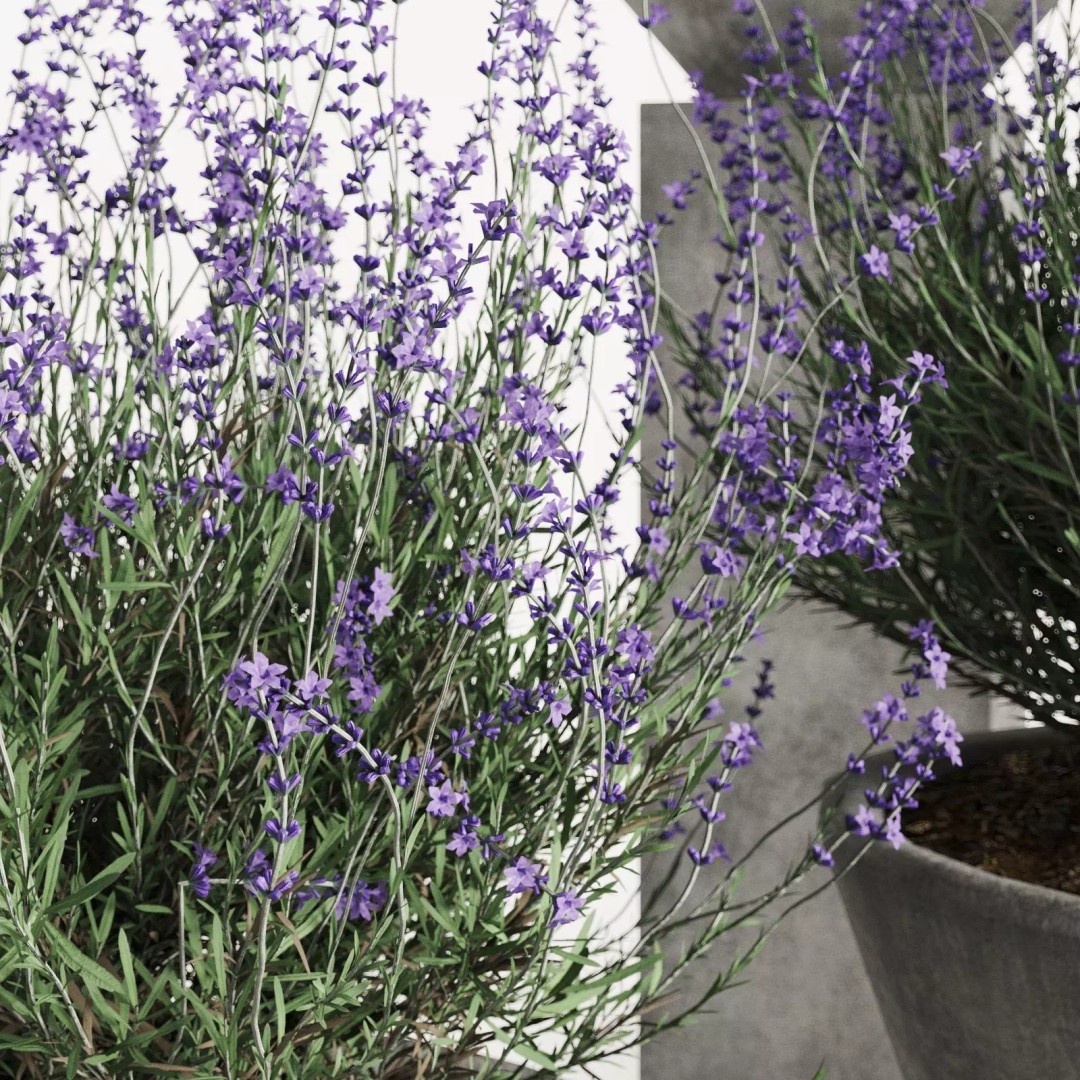 Lavender 3D Model – Modern Concrete Planters, PBR Textures, FBX, OBJ - View 8