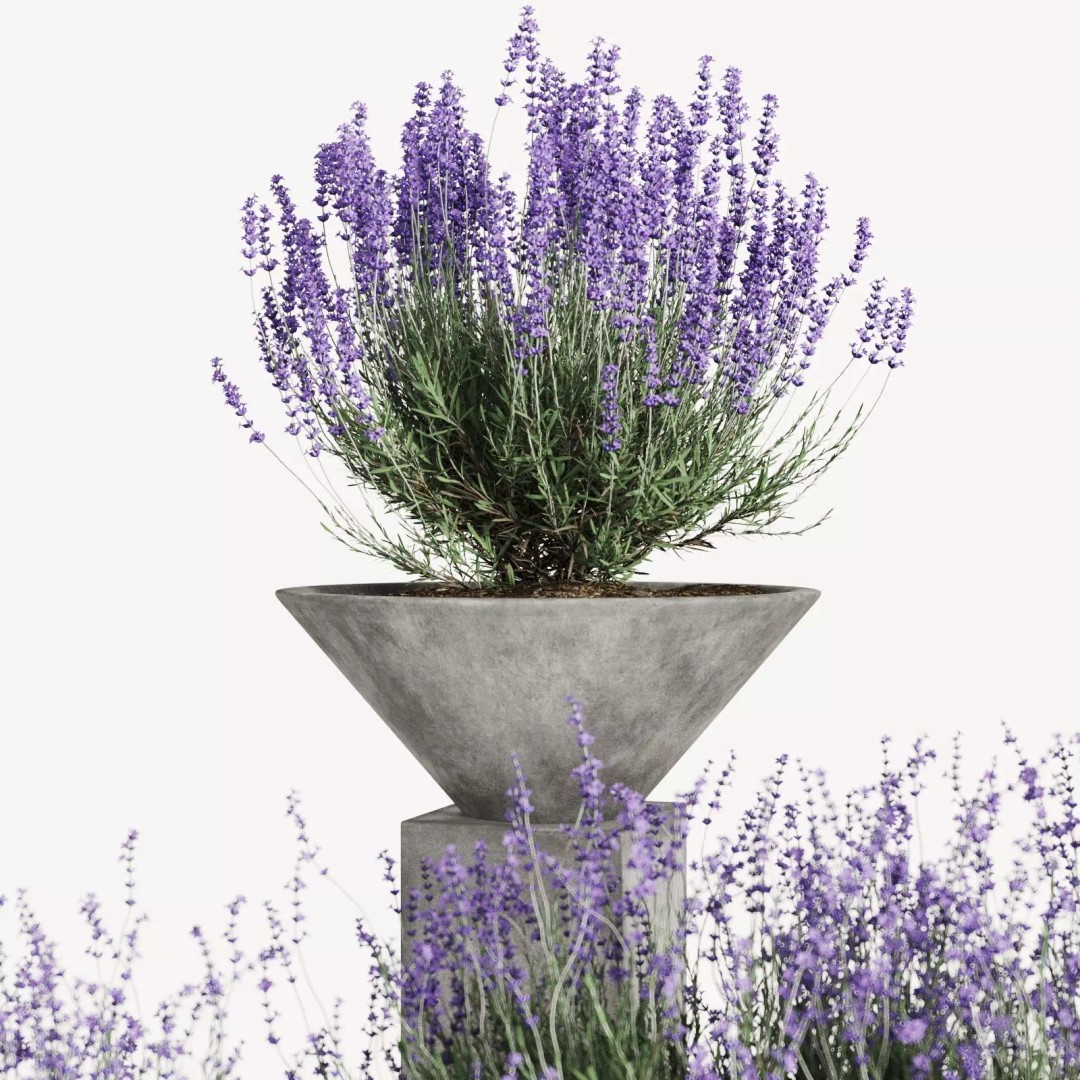 Lavender 3D Model – Modern Concrete Planters, PBR Textures, FBX, OBJ - View 9
