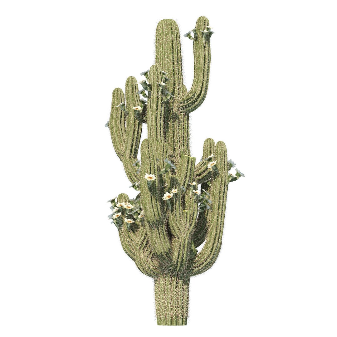 Desert Plants 3D Model – Low Poly Rigged Collection, FBX, Blender - View 10