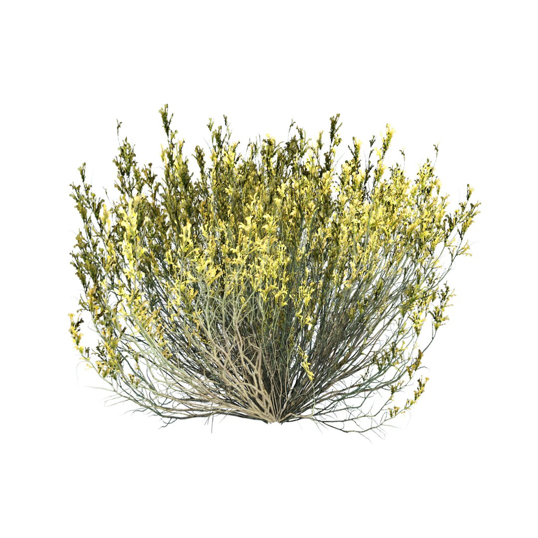Desert Plants 3D Model – Low Poly Rigged Collection, FBX, Blender - View 11