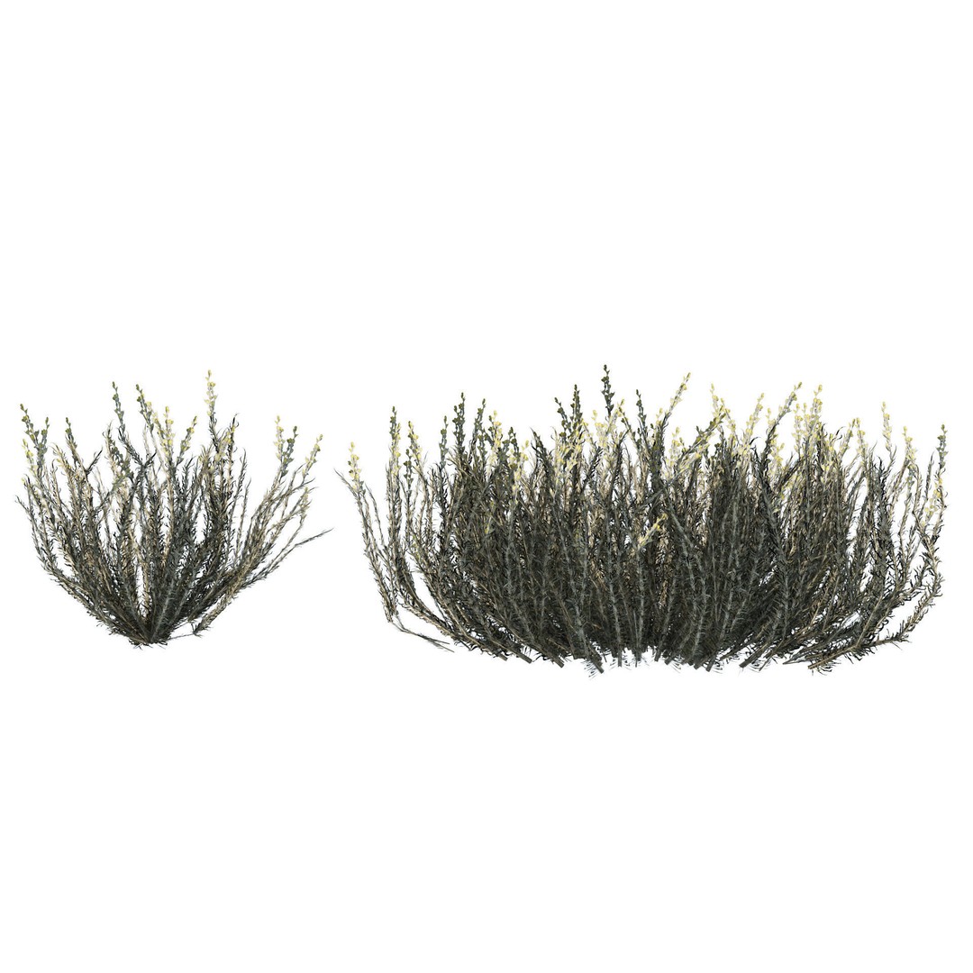 Desert Plants 3D Model – Low Poly Rigged Collection, FBX, Blender - View 12