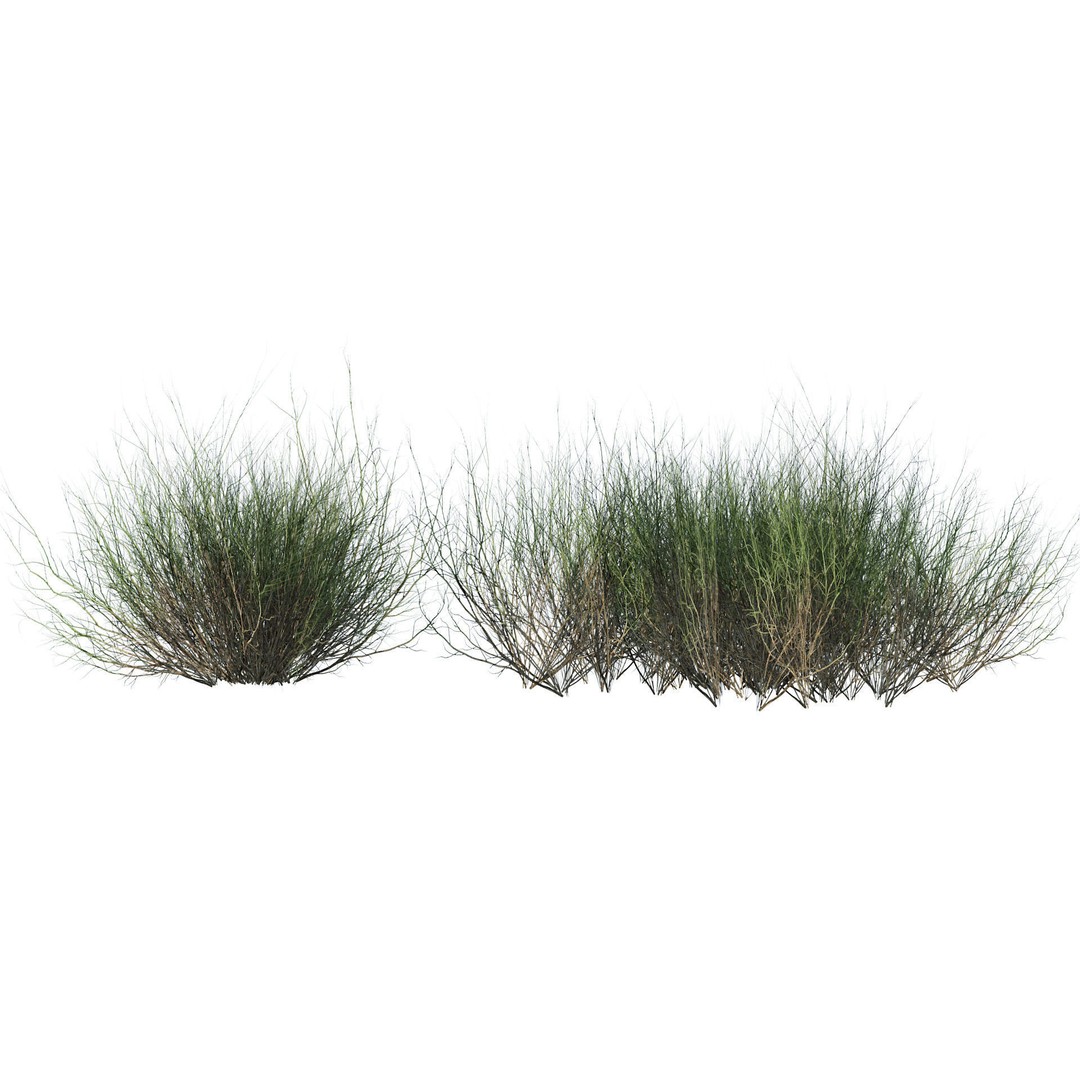 Desert Plants 3D Model – Low Poly Rigged Collection, FBX, Blender - View 13