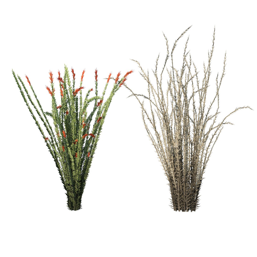 Desert Plants 3D Model – Low Poly Rigged Collection, FBX, Blender - View 14