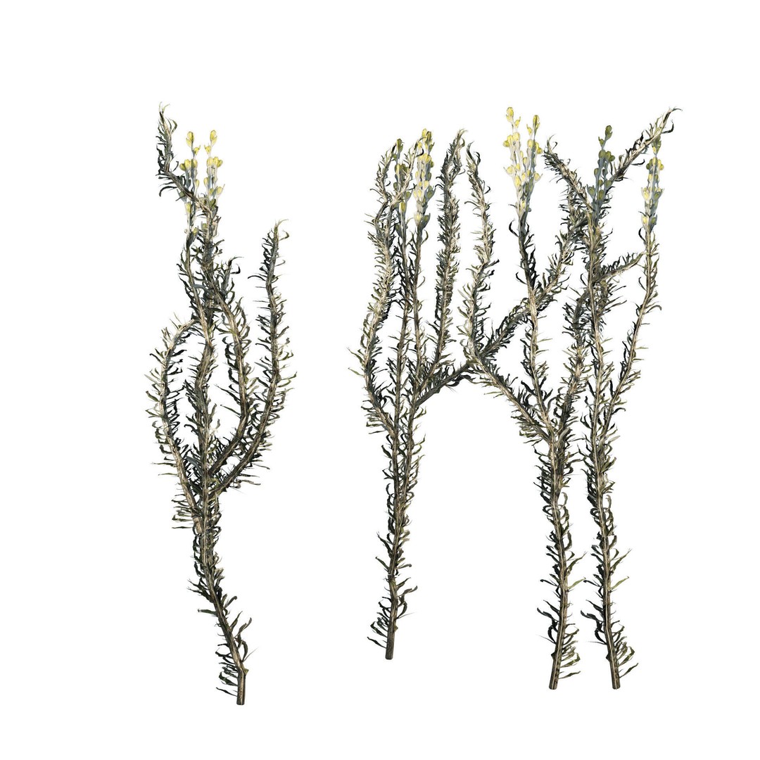 Desert Plants 3D Model – Low Poly Rigged Collection, FBX, Blender - View 16