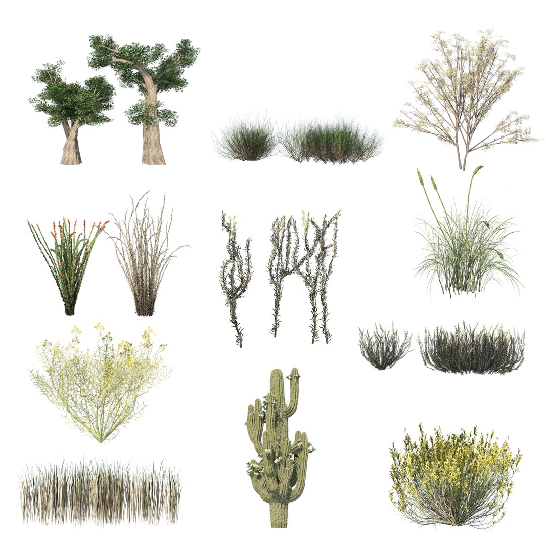 Desert Plants 3D Model – Low Poly Rigged Collection, FBX, Blender - View 18