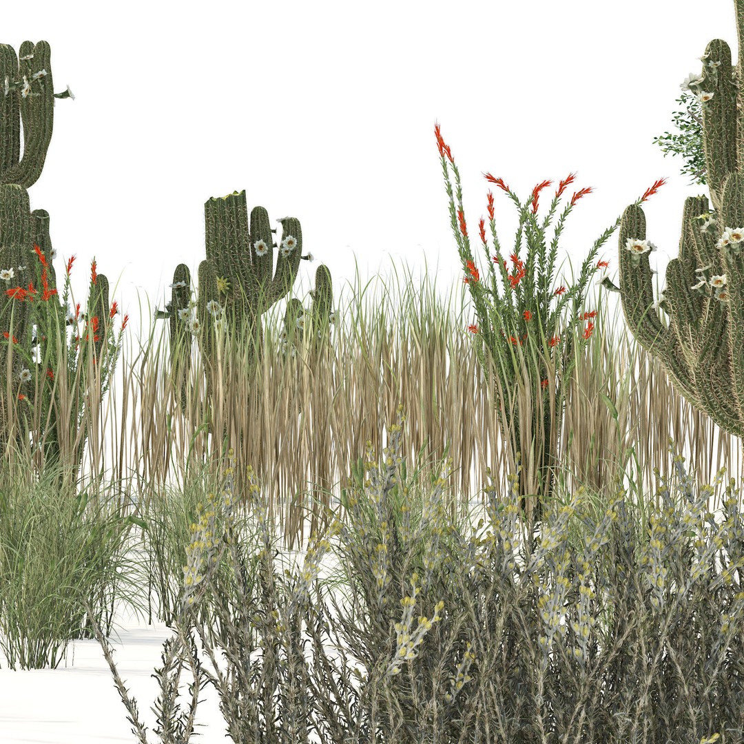 Desert Plants 3D Model – Low Poly Rigged Collection, FBX, Blender - View 4