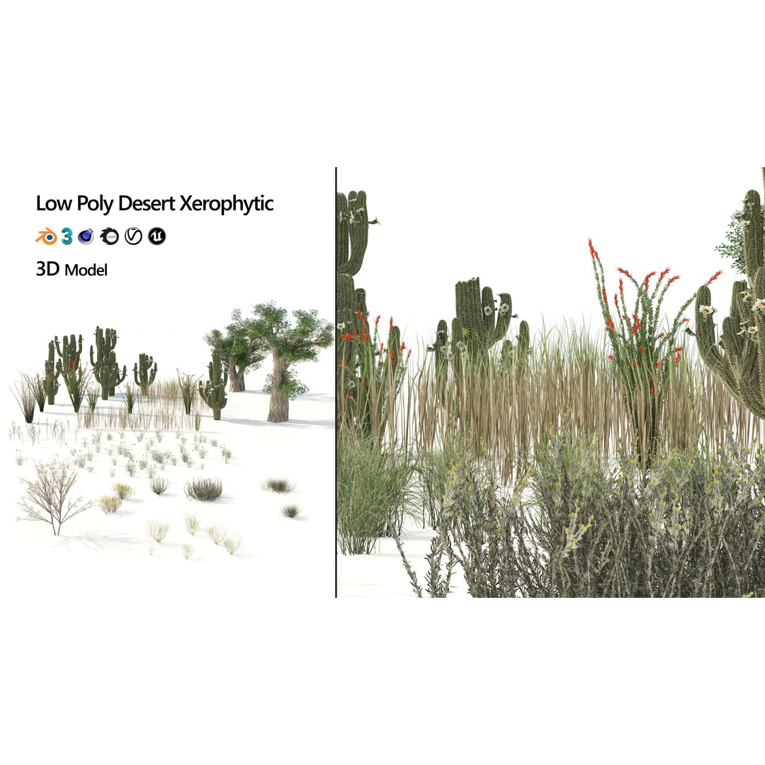 Desert Plants 3D Model – Low Poly Rigged Collection, FBX, Blender - View 5