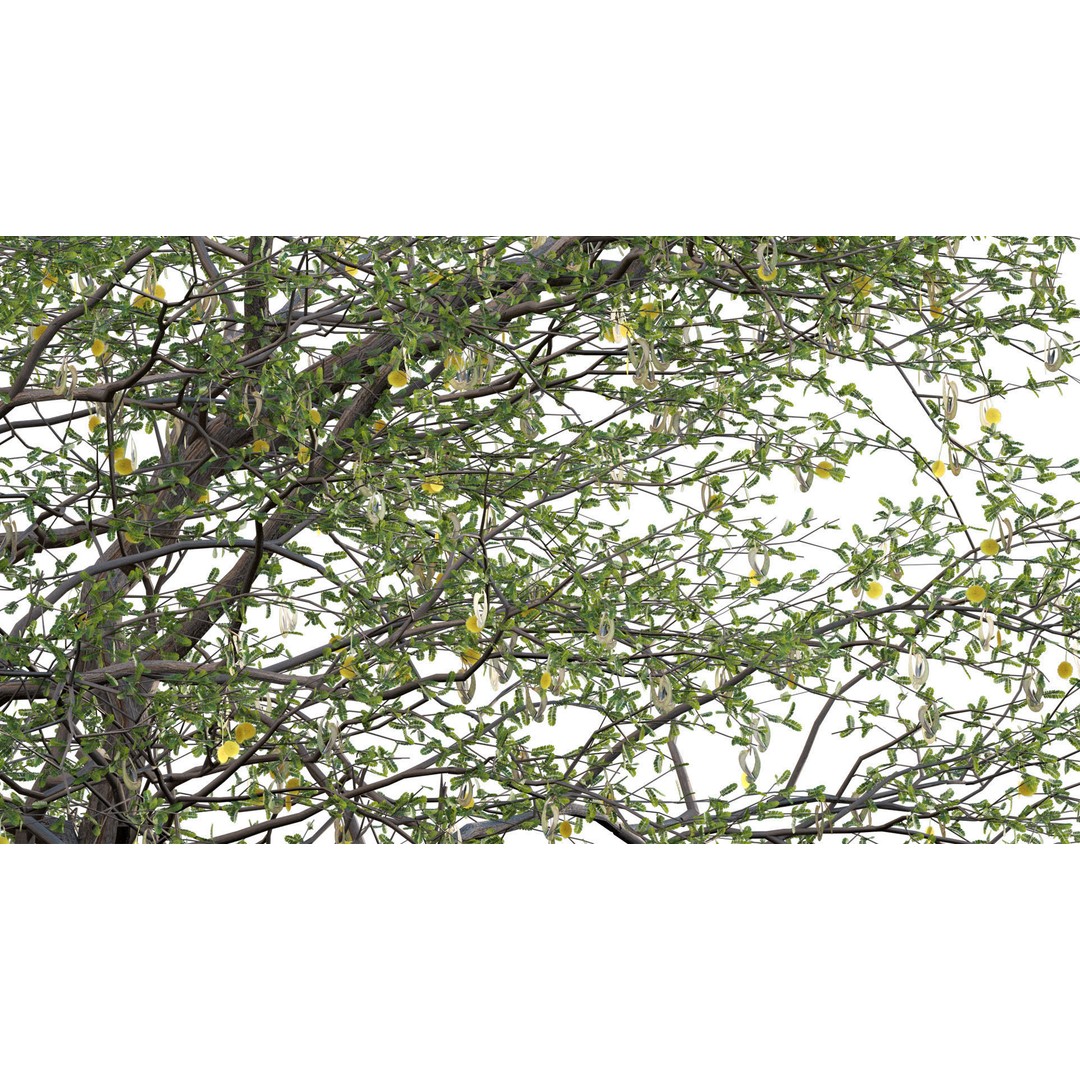 Vachellia erioloba 3D Model – Low Poly Plant Asset, FBX & PBR