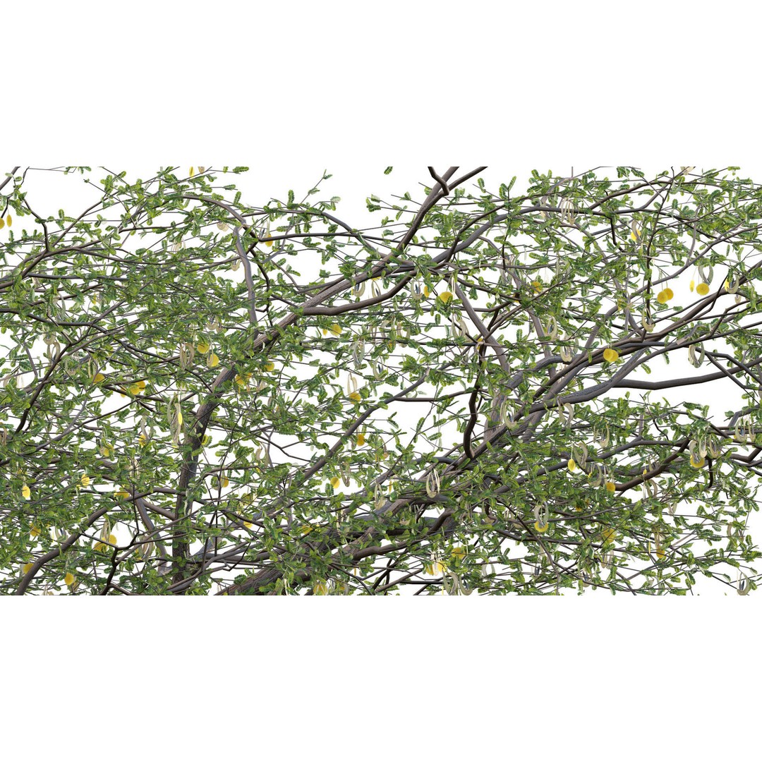 Vachellia erioloba 3D Model – Low Poly Plant Asset, FBX & PBR - View 10