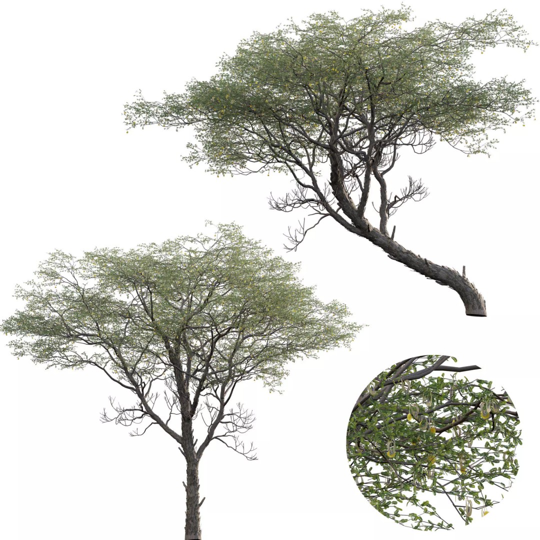 Vachellia erioloba 3D Model – Low Poly Plant Asset, FBX & PBR - View 2
