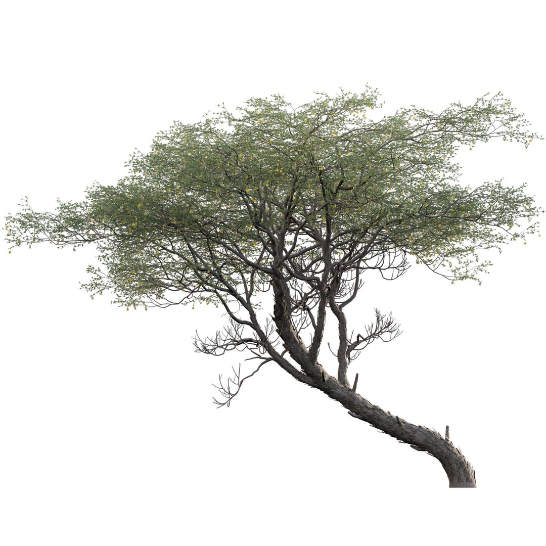 Vachellia erioloba 3D Model – Low Poly Plant Asset, FBX & PBR - View 3