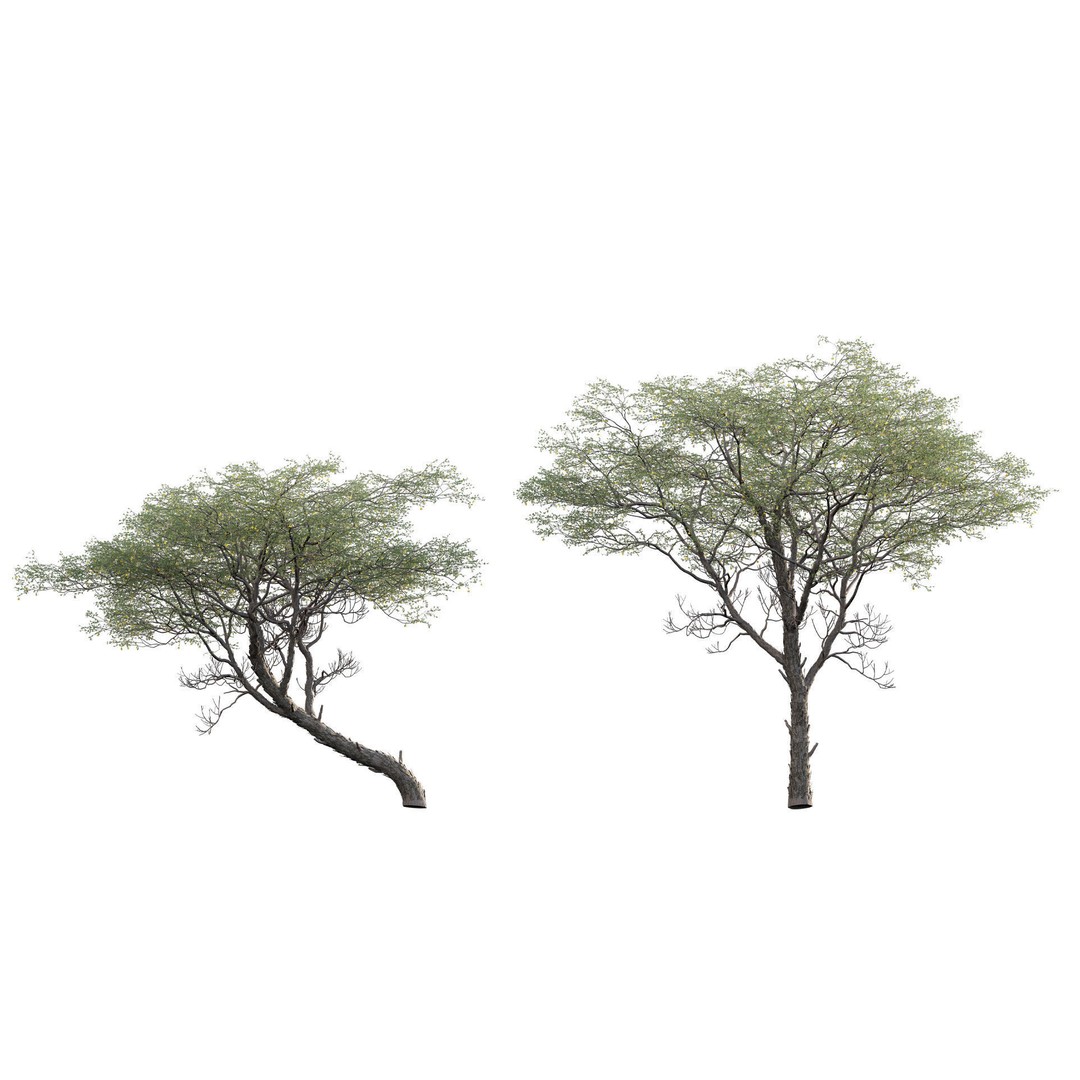Vachellia erioloba 3D Model – Low Poly Plant Asset, FBX & PBR - View 4